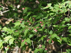 Diabelia sanguinea