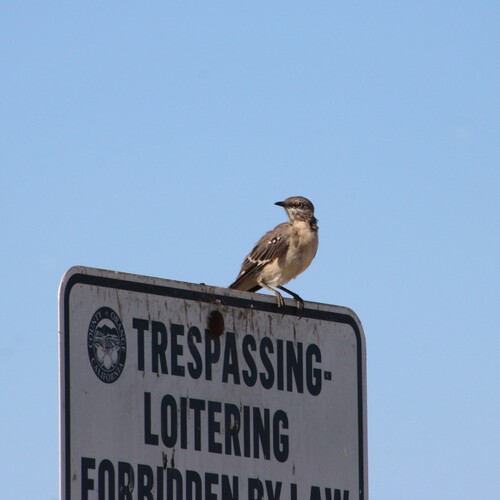 iNaturalist observation photo of Northern Mockingbird