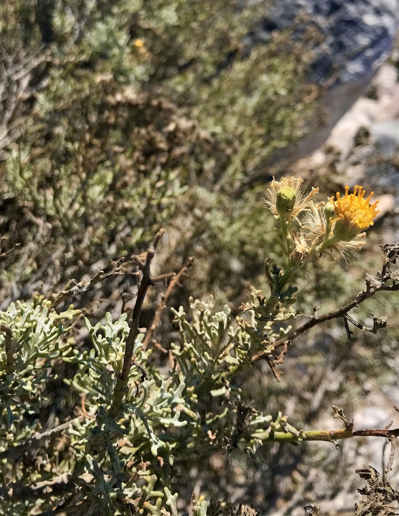Pelucha trifida