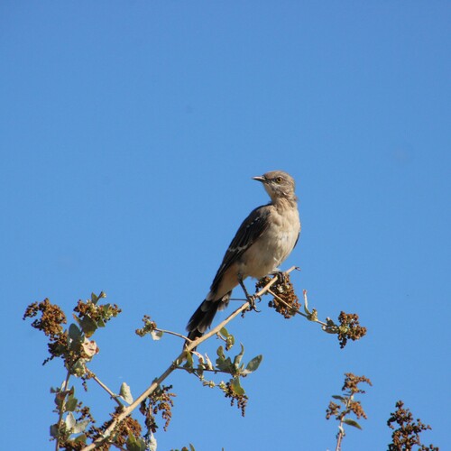 iNaturalist observation photo of Northern Mockingbird
