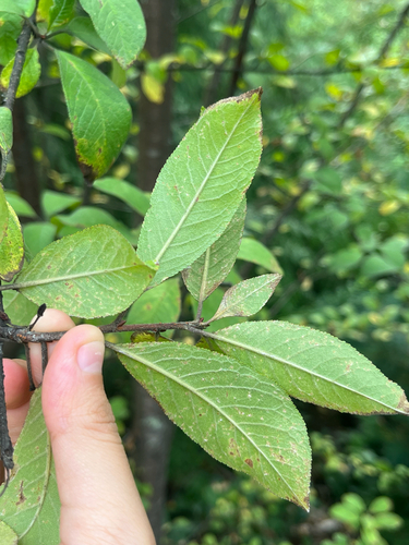 Bitter Cherry foliage