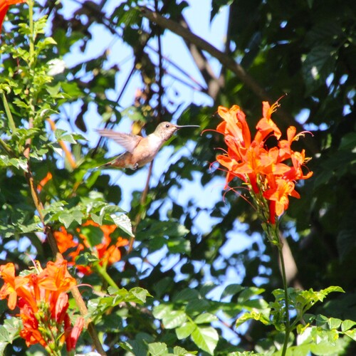 iNaturalist observation photo of Allen's Hummingbird