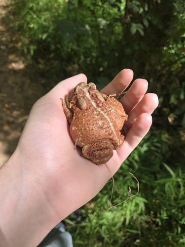 American Toad