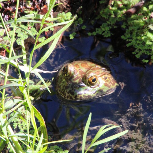 iNaturalist observation photo of American Bullfrog