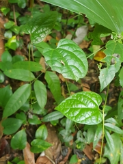 Aristolochia acuminata