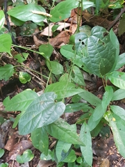 Aristolochia acuminata