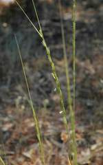 Aegilops longissima
