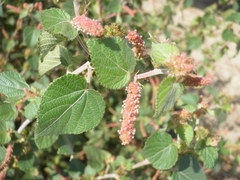 Acalypha comonduana