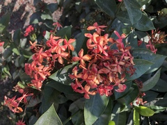 Ixora casei