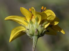 Bahiopsis chenopodina