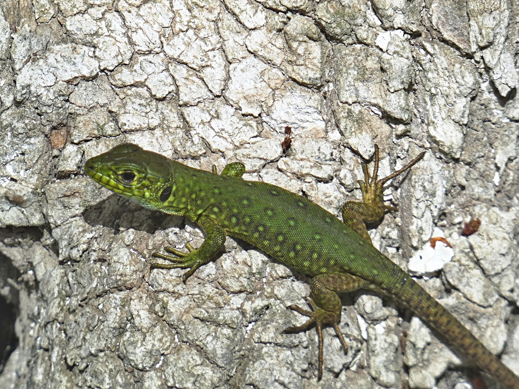 North African Ocellated Lizard