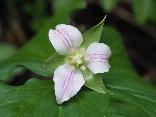 Trillium tschonoskii iNat (1)
