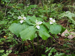 Trillium tschonoskii