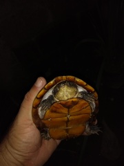 Kinosternon chimalhuaca