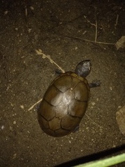 Kinosternon chimalhuaca