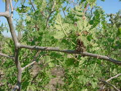 Bursera littoralis