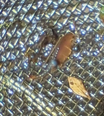 Branchipus schaefferi Fischer, 1834