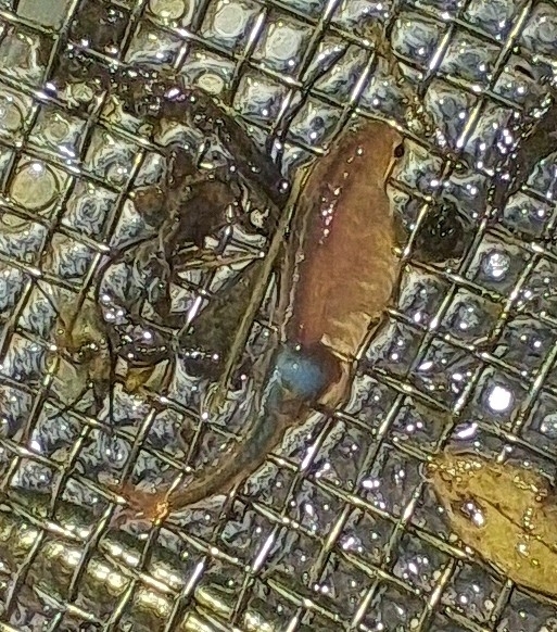 Branchipus schaefferi Fischer, 1834