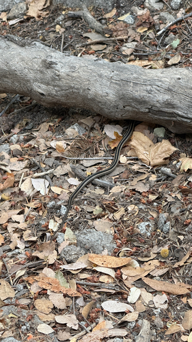 iNaturalist observation photo of Mountain Garter Snake