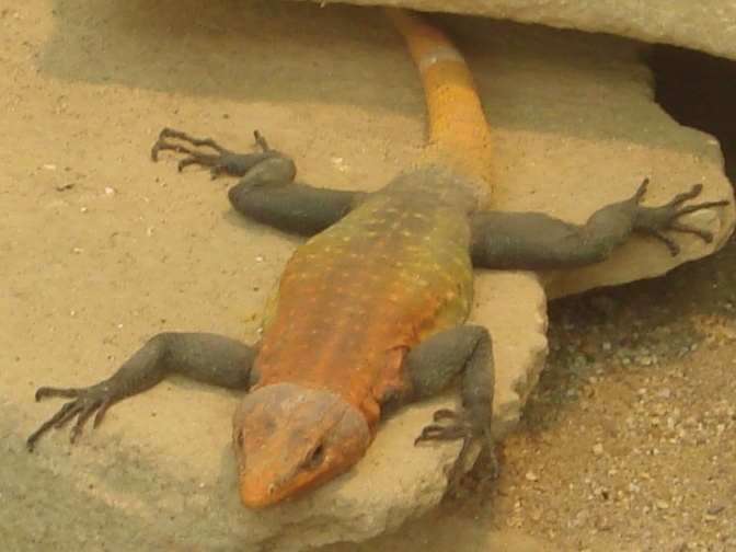 Imperial Flat Lizard