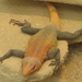 Imperial Flat Lizard - Photo (c) Wikimedia Commons, some rights reserved (CC BY-SA)