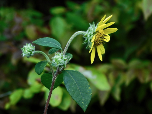 Resindot Sunflower (Helianthus resinosus)