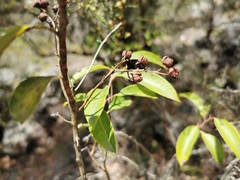 Agarista salicifolia