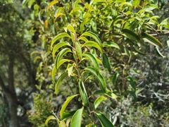 Agarista salicifolia