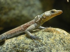 Pungwe Flat Lizard photo 1