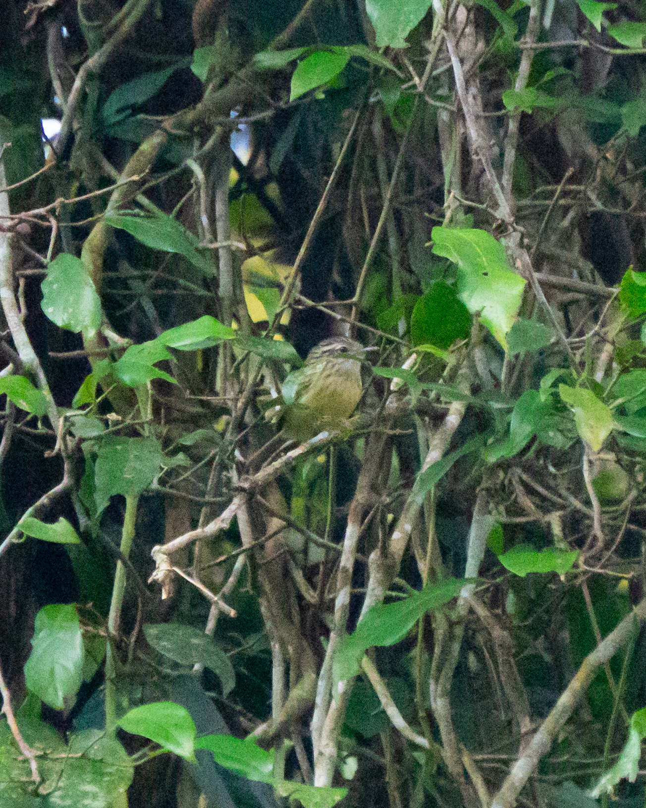 Streak-capped Antwren (Terenura maculata), photo 5