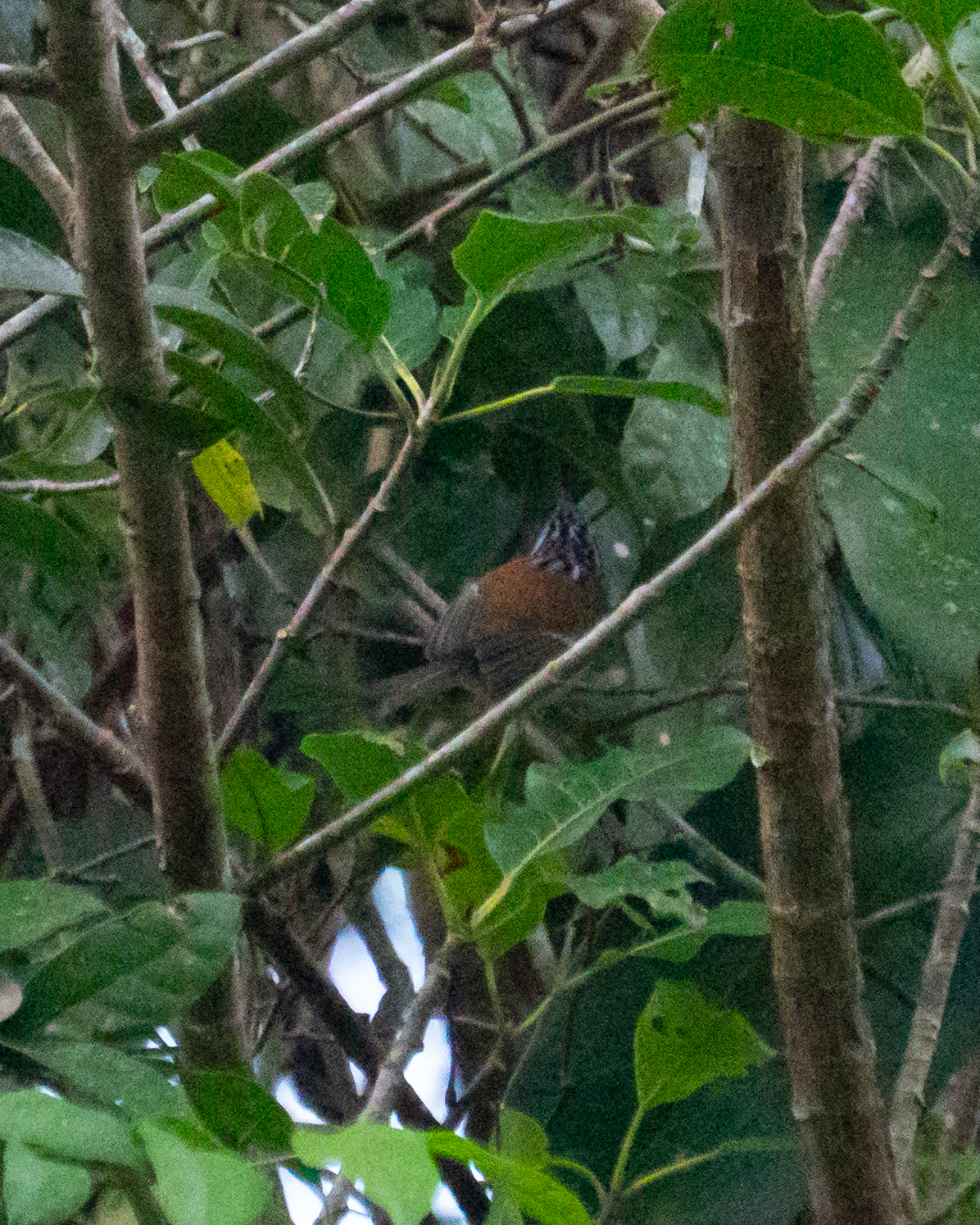 Streak-capped Antwren (Terenura maculata), photo 7