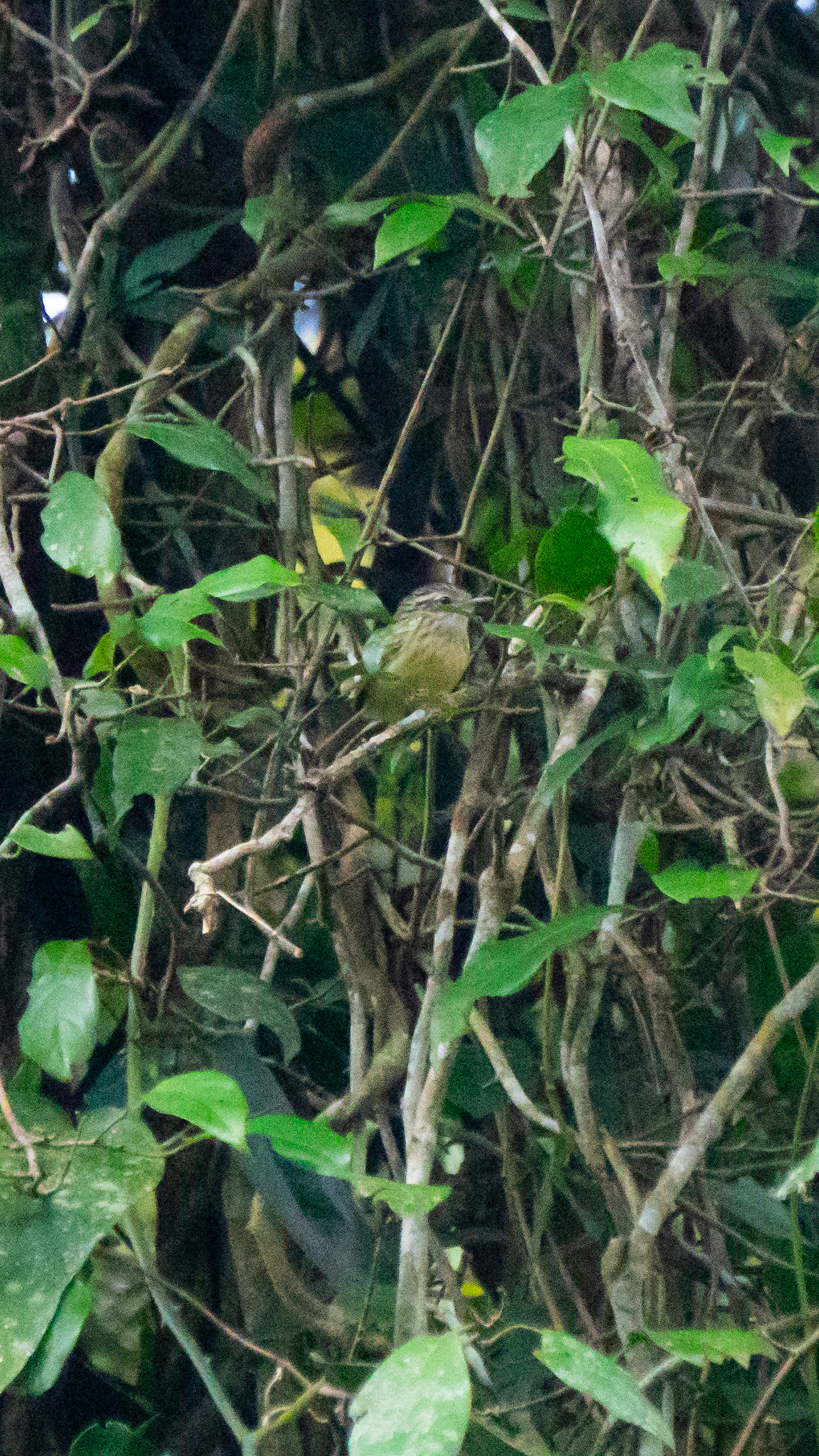 Streak-capped Antwren (Terenura maculata), photo 6