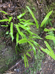 Lygodium articulatum