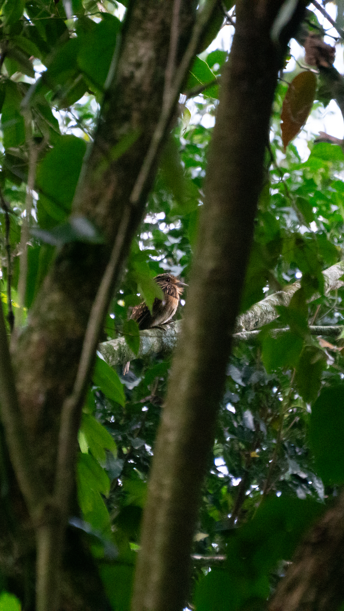 Crescent-chested Puffbird illustration