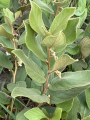 Diospyros galpinii