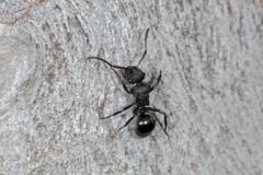Polyrhachis phryne