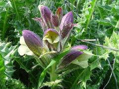 Acanthus syriacus