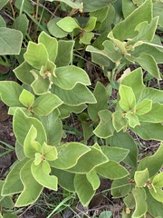 Diospyros galpinii