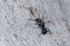 Polyrhachis phryne