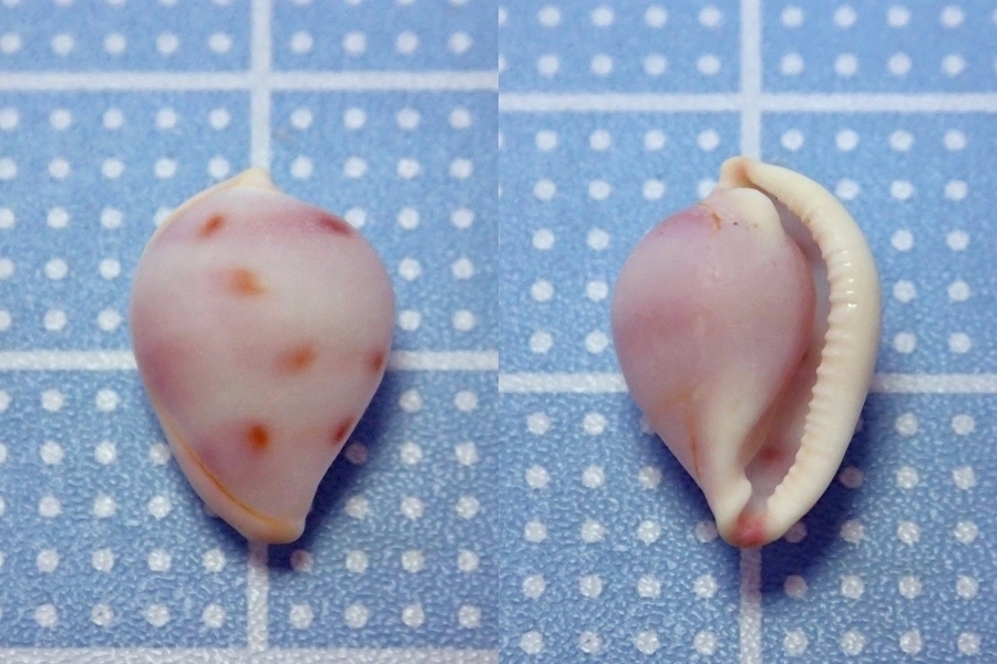 Ridged Egg Cowry