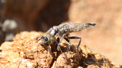 Anasillomos chrysopos