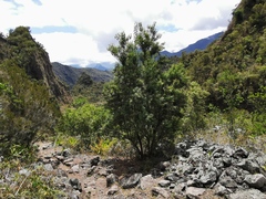 Agarista salicifolia