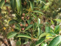 Agarista salicifolia