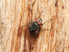 Musca vetustissima