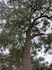 Eucalyptus aromaphloia