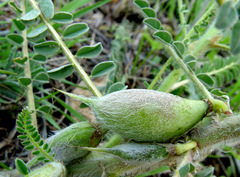 Astragalus aleppicus