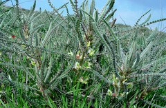 Astragalus aleppicus