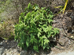 Boehmeria macrophylla