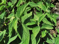 Boehmeria macrophylla