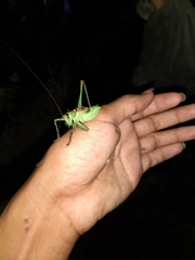 Neobarrettia hakippah